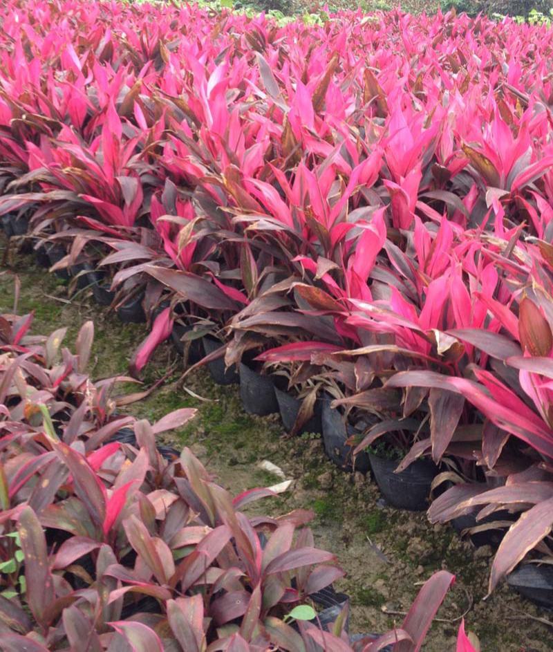 观叶植物朱蕉株形美观,色彩华丽高雅盆栽适用于室内外