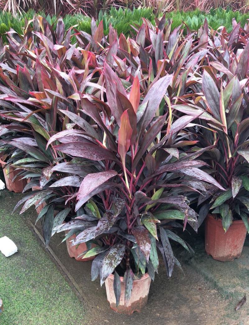 观叶植物朱蕉株形美观,色彩华丽高雅盆栽适用于室内外