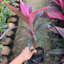 观叶植物朱蕉株形美观,色彩华丽高雅盆栽适用于室内外