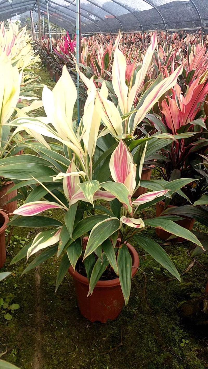 观叶植物朱蕉株形美观,色彩华丽高雅盆栽适用于室内外