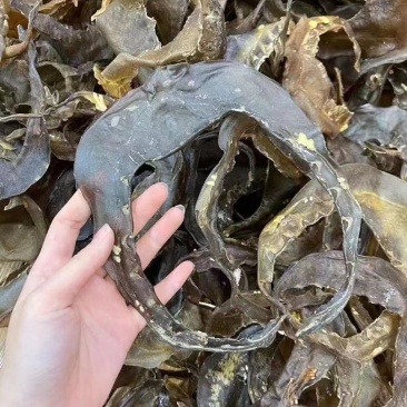 甲鱼裙边水鱼裙边团鱼裙边龟板胶裙边佛跳墙原料酒店食材