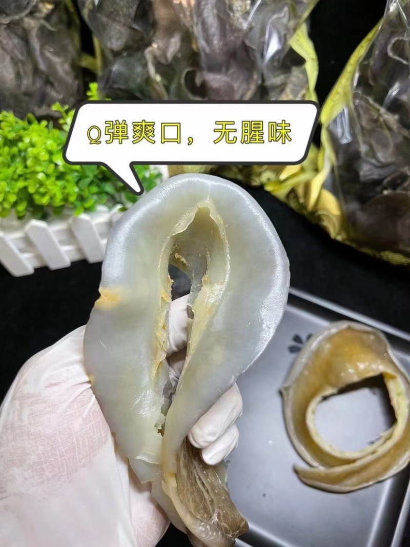 甲鱼裙边水鱼裙边团鱼裙边龟板胶裙边佛跳墙原料酒店食材