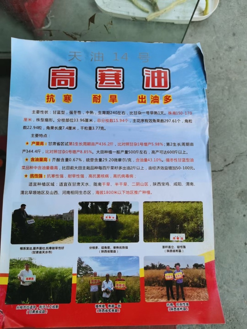 荣华油10号杂交油菜种子抗寒耐旱高产高油低芥酸