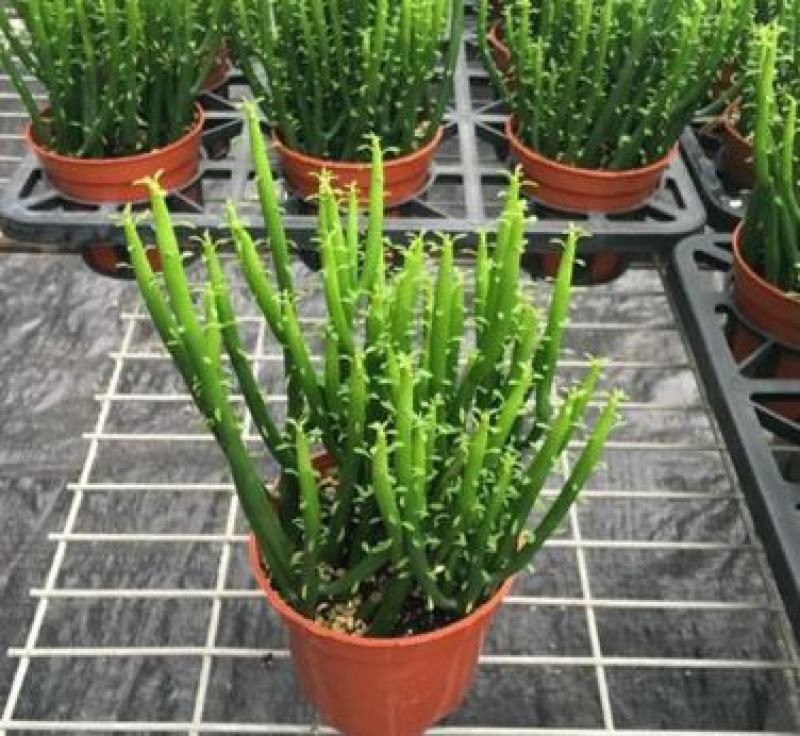 办公室绿植光棍树澎湖树膨瑚树珊瑚柱美观办公桌多肉植物