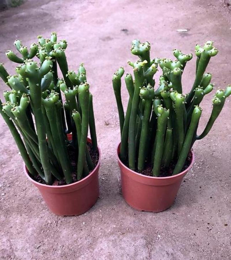 办公室绿植光棍树澎湖树膨瑚树珊瑚柱美观办公桌多肉植物