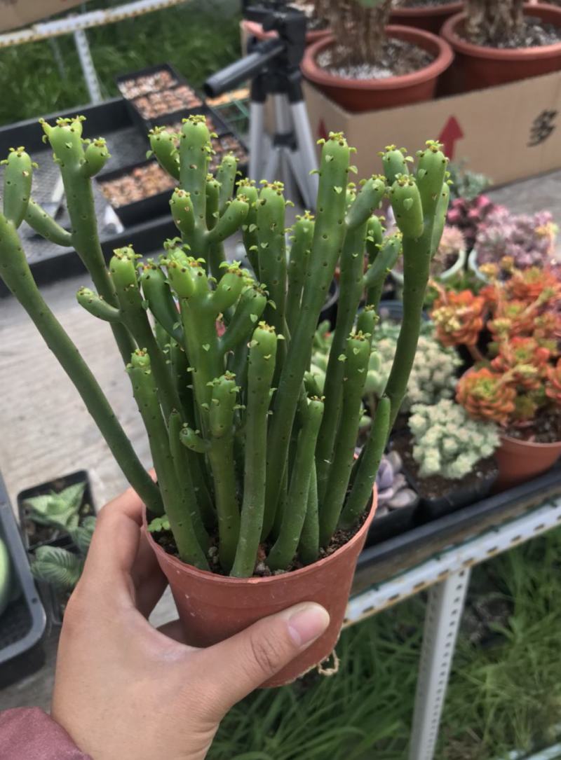 办公室绿植光棍树澎湖树膨瑚树珊瑚柱美观办公桌多肉植物