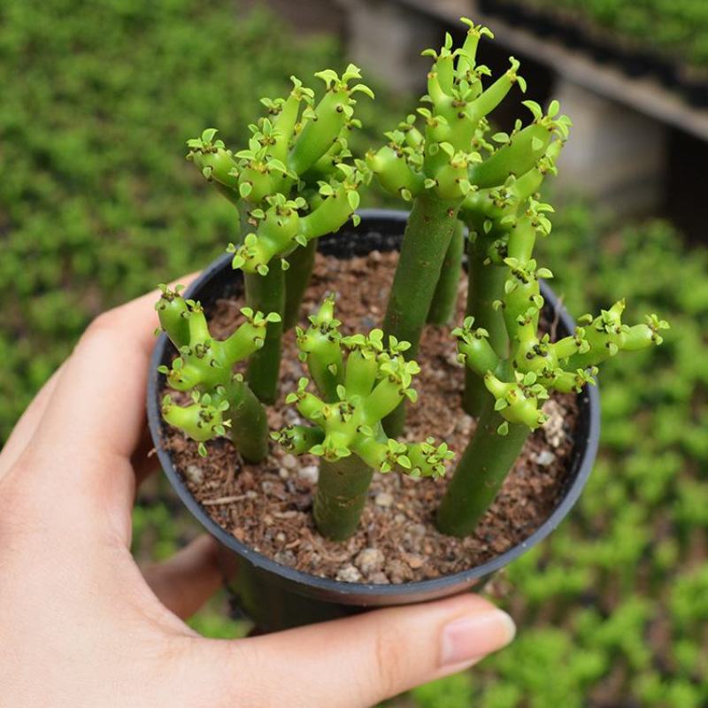 办公室绿植光棍树澎湖树膨瑚树珊瑚柱美观办公桌多肉植物