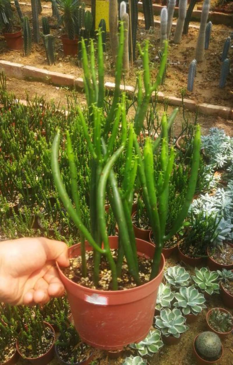 办公室绿植光棍树澎湖树膨瑚树珊瑚柱美观办公桌多肉植物
