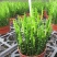 办公室绿植光棍树澎湖树膨瑚树珊瑚柱美观办公桌多肉植物