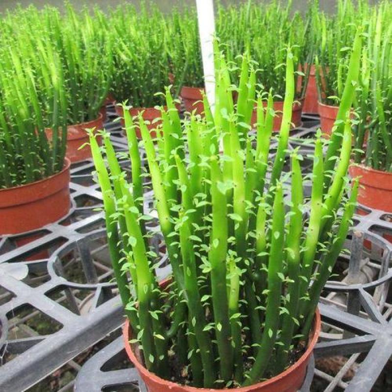 办公室绿植光棍树澎湖树膨瑚树珊瑚柱美观办公桌多肉植物