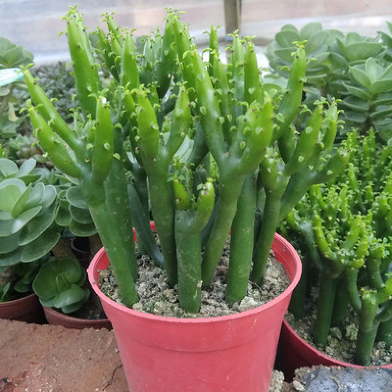 办公室绿植光棍树澎湖树膨瑚树珊瑚柱美观办公桌多肉植物