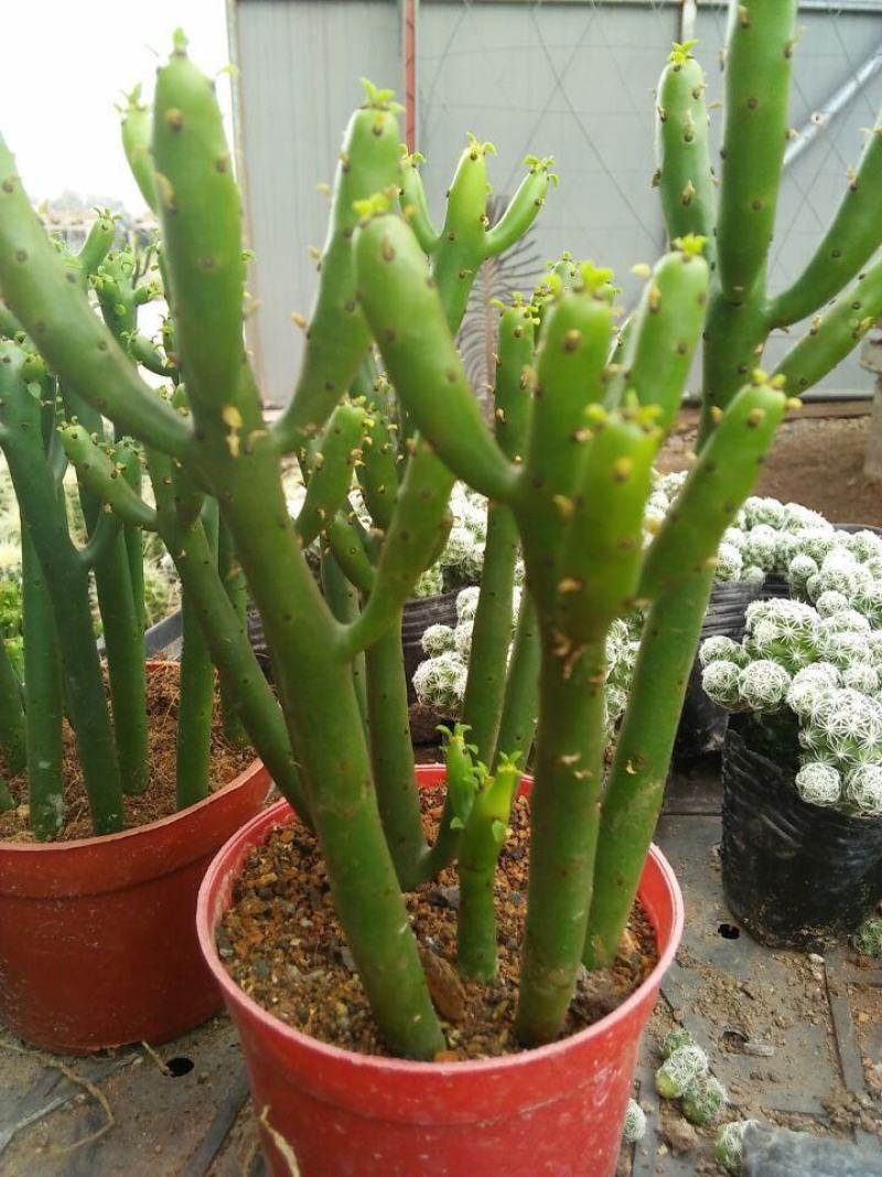 办公室绿植光棍树澎湖树膨瑚树珊瑚柱美观办公桌多肉植物