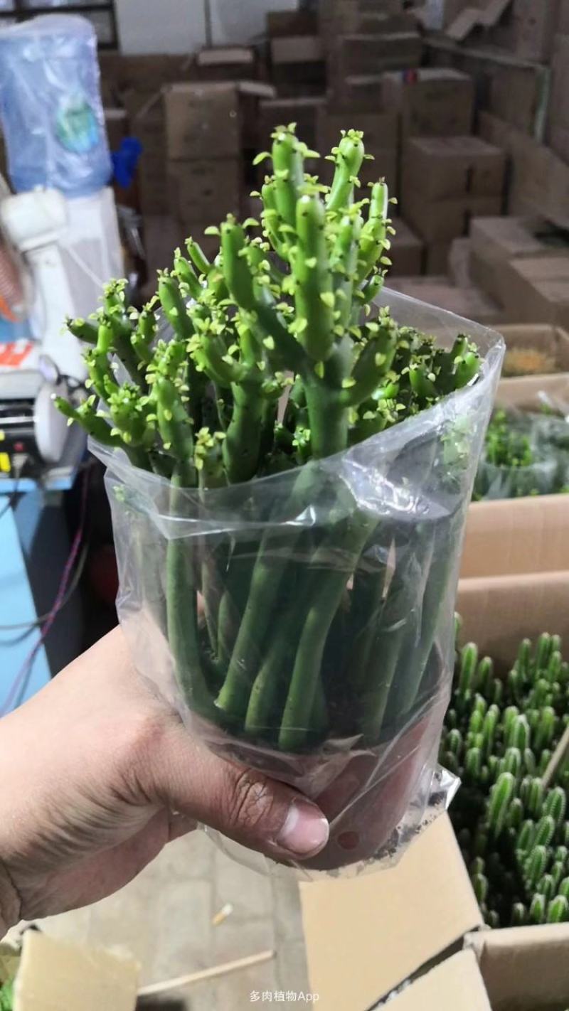办公室绿植光棍树澎湖树膨瑚树珊瑚柱美观办公桌多肉植物