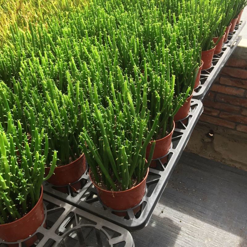 办公室绿植光棍树澎湖树膨瑚树珊瑚柱美观办公桌多肉植物
