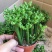 办公室绿植光棍树澎湖树膨瑚树珊瑚柱美观办公桌多肉植物