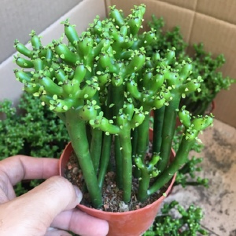 办公室绿植光棍树澎湖树膨瑚树珊瑚柱美观办公桌多肉植物