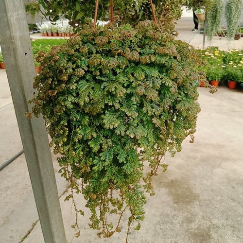 变色龙盆栽垂吊植物多年生四季常青会变色室内阳台