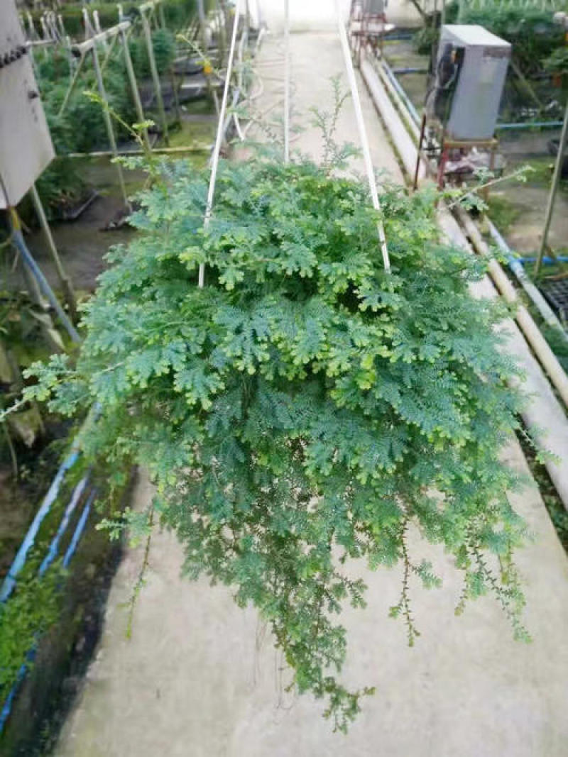 变色龙盆栽垂吊植物多年生四季常青会变色室内阳台