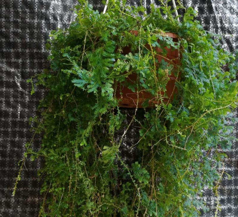 变色龙盆栽垂吊植物多年生四季常青会变色室内阳台