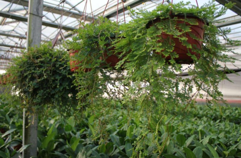 变色龙盆栽垂吊植物多年生四季常青会变色室内阳台
