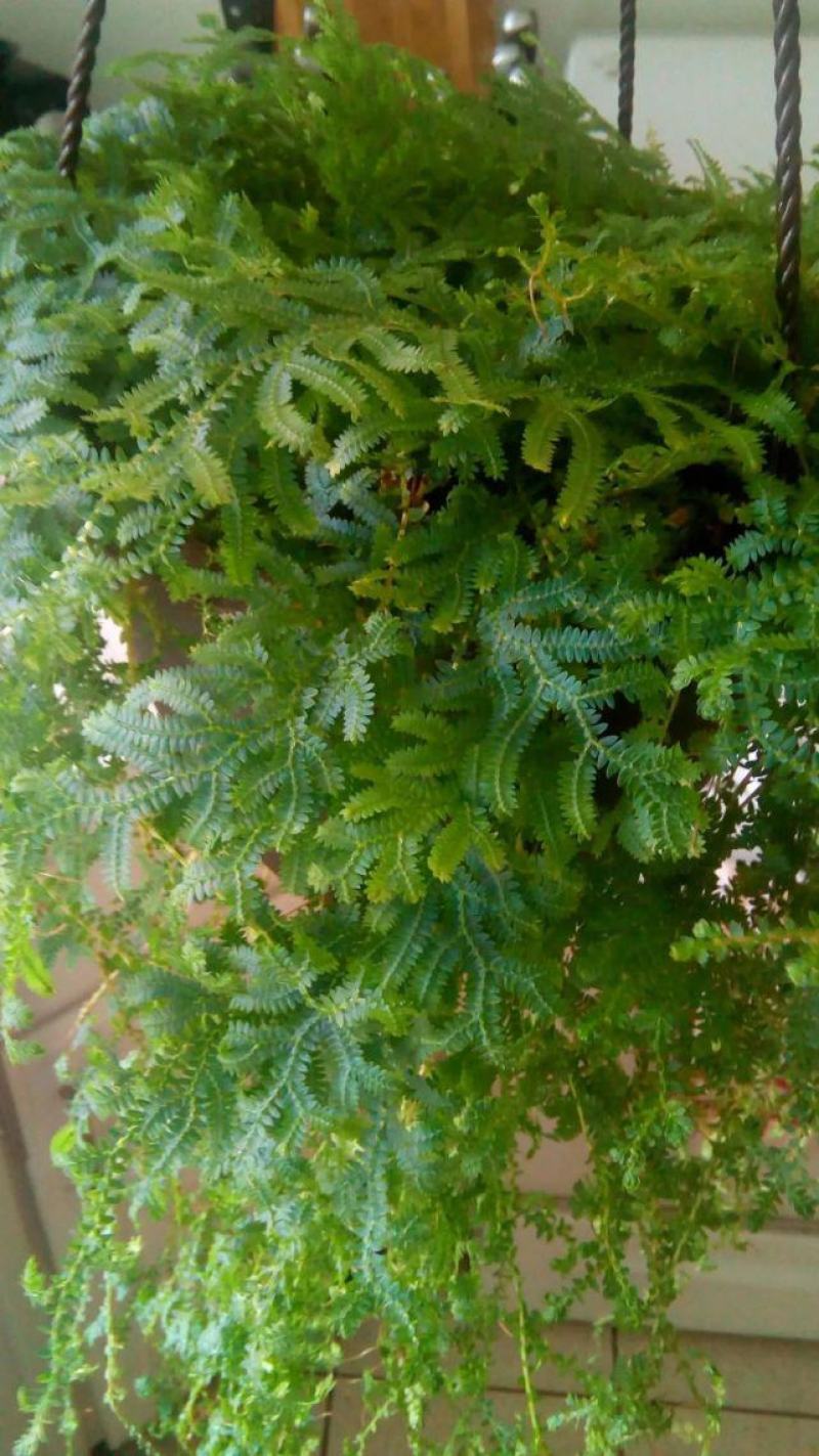 变色龙盆栽垂吊植物多年生四季常青会变色室内阳台