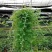 变色龙盆栽垂吊植物多年生四季常青会变色室内阳台