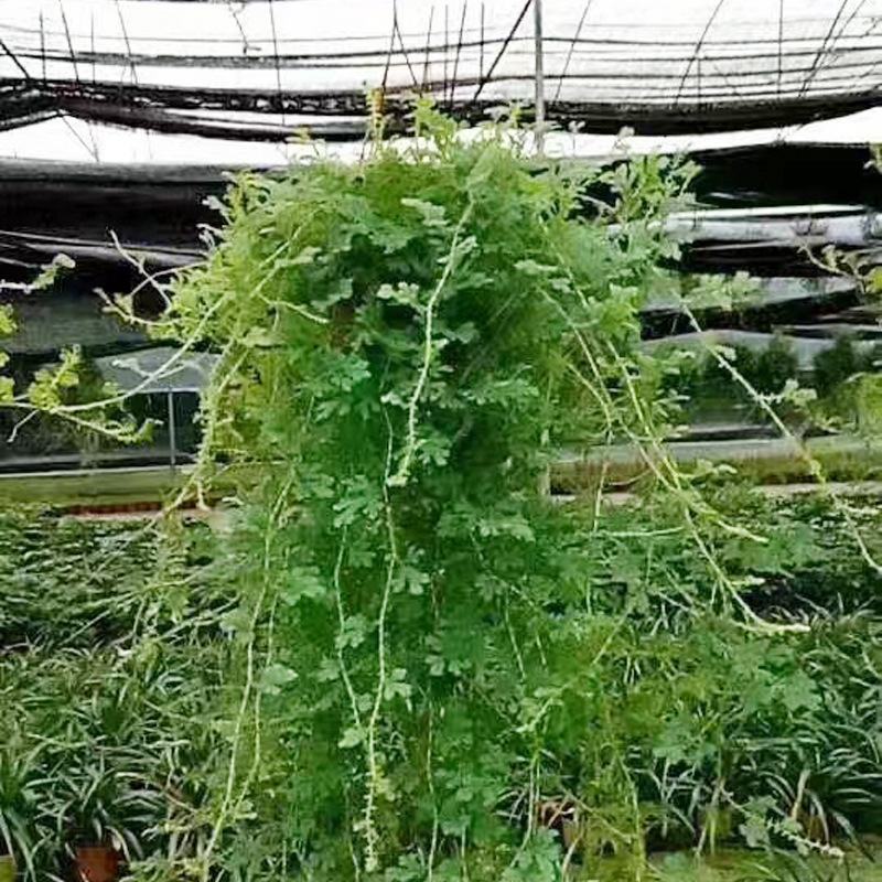 变色龙盆栽垂吊植物多年生四季常青会变色室内阳台