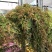 变色龙盆栽垂吊植物多年生四季常青会变色室内阳台