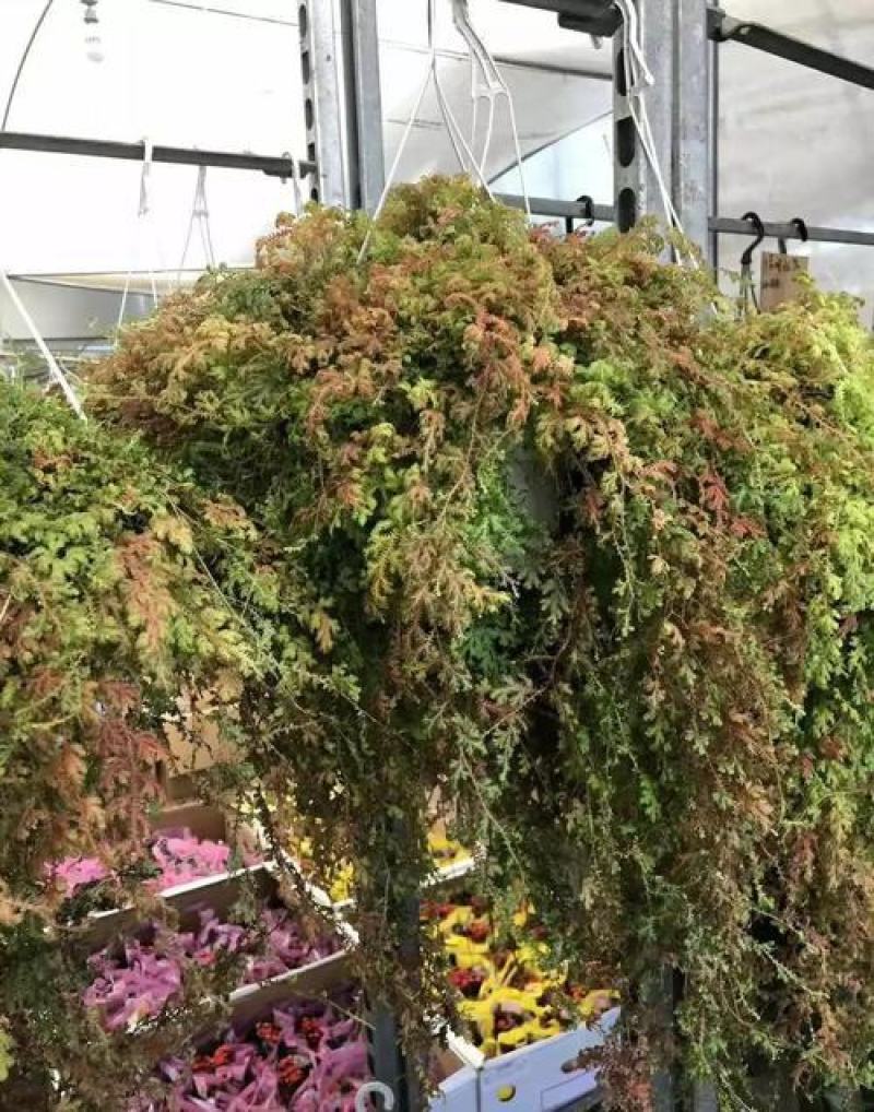 变色龙盆栽垂吊植物多年生四季常青会变色室内阳台