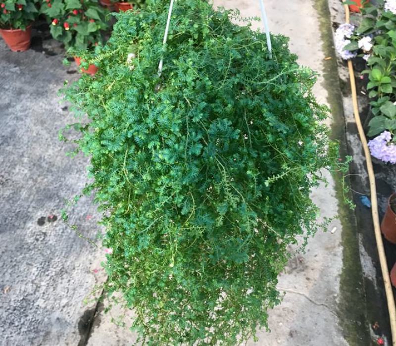 变色龙盆栽垂吊植物多年生四季常青会变色室内阳台
