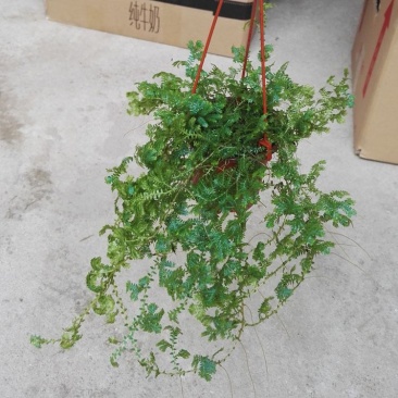 变色龙盆栽垂吊植物多年生四季常青会变色室内阳台