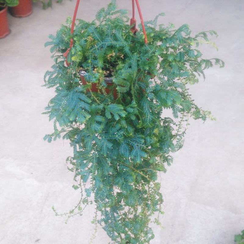 变色龙盆栽垂吊植物多年生四季常青会变色室内阳台
