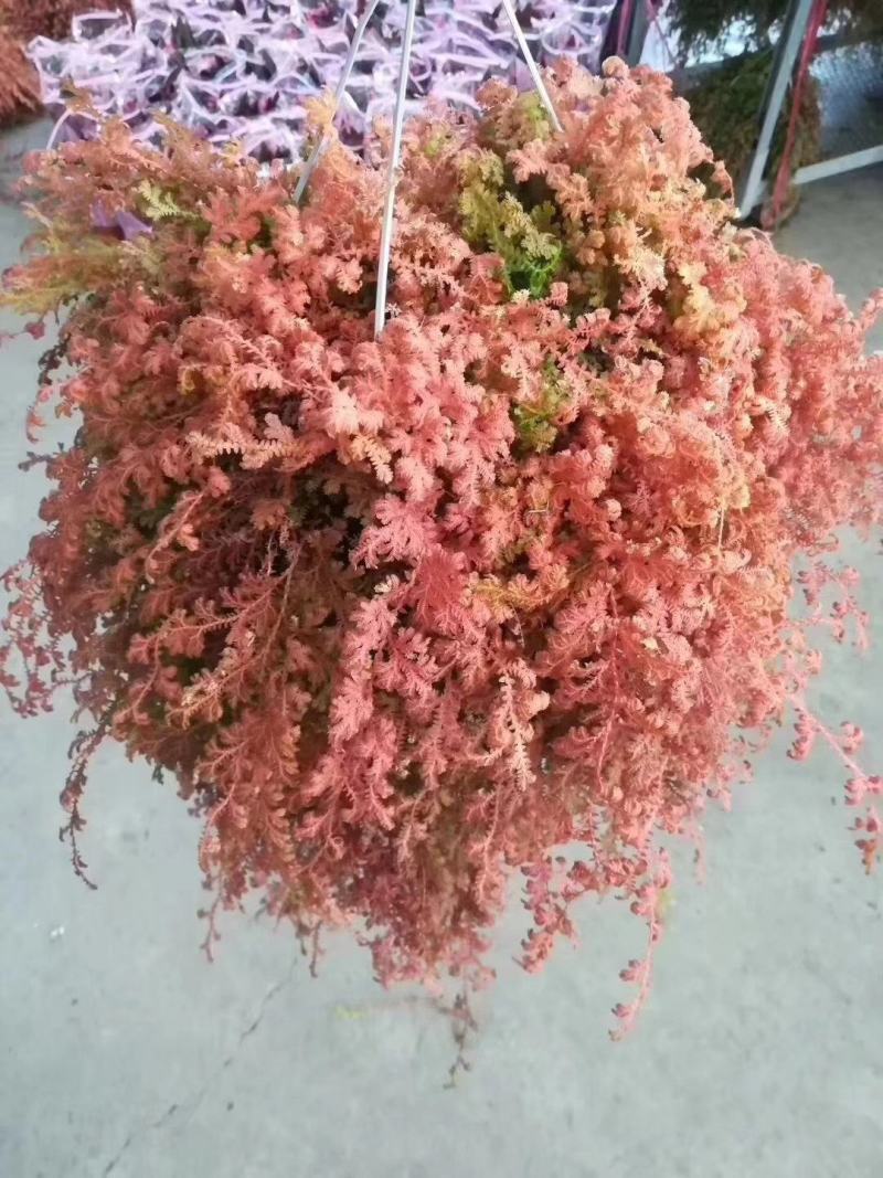 变色龙盆栽垂吊植物多年生四季常青会变色室内阳台