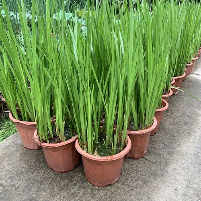 菖蒲苗水生植物香菖蒲室外池塘观赏造景蒲剑阳台