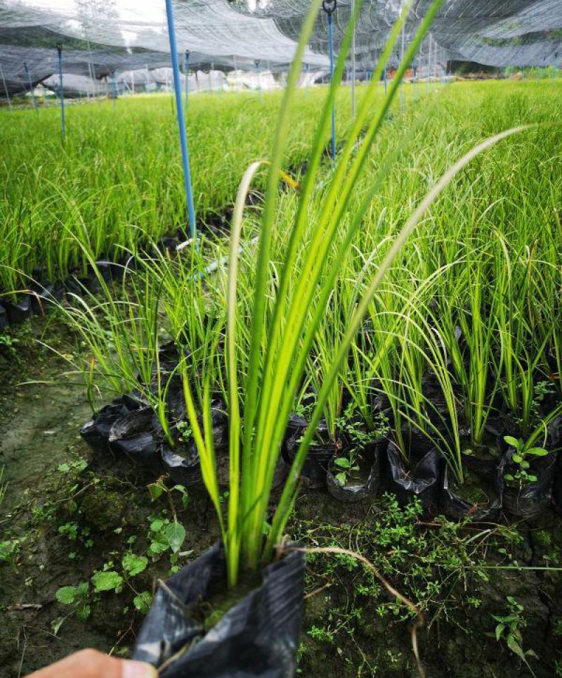菖蒲苗水生植物香菖蒲室外池塘观赏造景蒲剑阳台