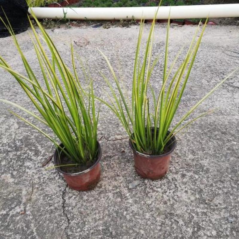 菖蒲苗水生植物香菖蒲室外池塘观赏造景蒲剑阳台