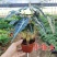 小仙女盆栽黑叶观音莲竹芋办公室桌面室内植物客厅净化空气