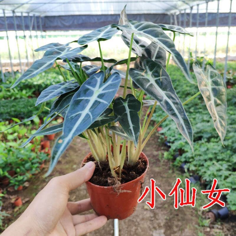 小仙女盆栽黑叶观音莲竹芋办公室桌面室内植物客厅净化空气