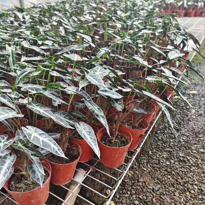 小仙女盆栽黑叶观音莲竹芋办公室桌面室内植物客厅净化空气