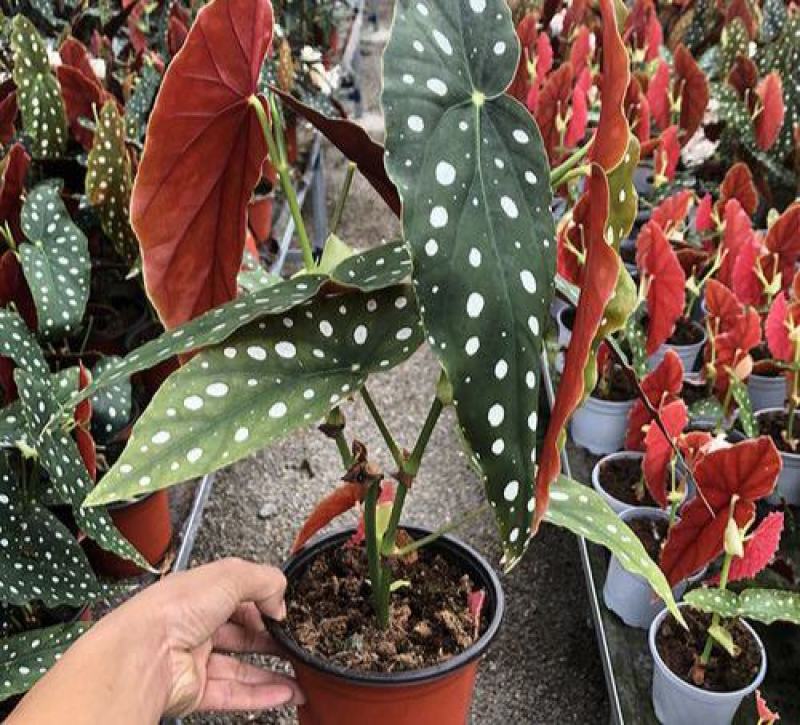 鳟鱼秋海棠荷兰进口北欧风网红进口绿植盆栽室内阳台