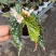 鳟鱼秋海棠荷兰进口北欧风网红进口绿植盆栽室内阳台