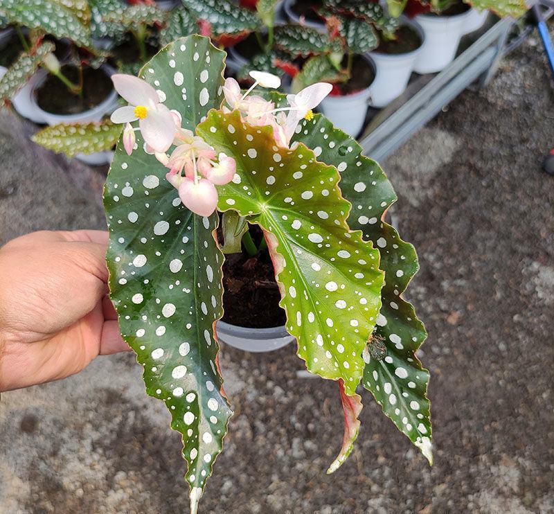 鳟鱼秋海棠荷兰进口北欧风网红进口绿植盆栽室内阳台