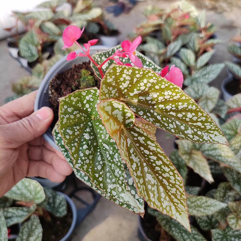 鳟鱼秋海棠荷兰进口北欧风网红进口绿植盆栽室内阳台