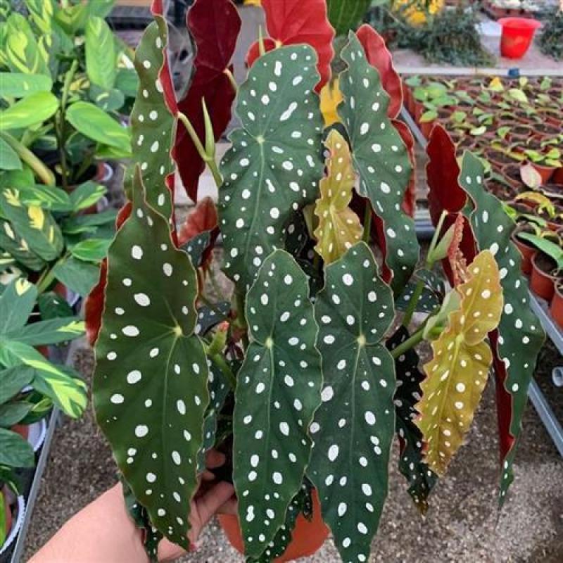 鳟鱼秋海棠荷兰进口北欧风网红进口绿植盆栽室内阳台