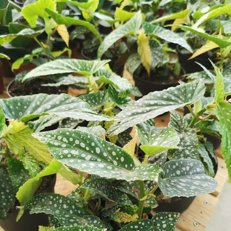 鳟鱼秋海棠荷兰进口北欧风网红进口绿植盆栽室内阳台