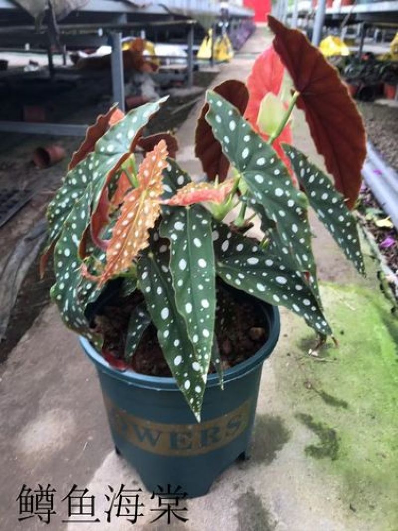 鳟鱼秋海棠荷兰进口北欧风网红进口绿植盆栽室内阳台