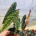 鳟鱼秋海棠荷兰进口北欧风网红进口绿植盆栽室内阳台