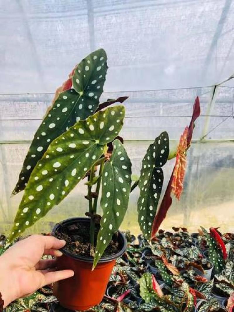 鳟鱼秋海棠荷兰进口北欧风网红进口绿植盆栽室内阳台