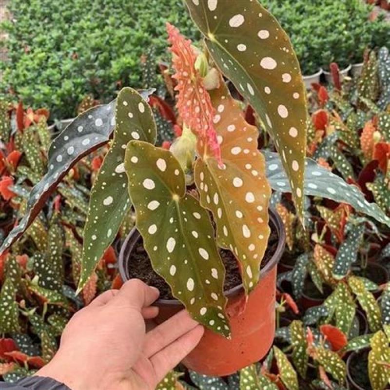 鳟鱼秋海棠荷兰进口北欧风网红进口绿植盆栽室内阳台