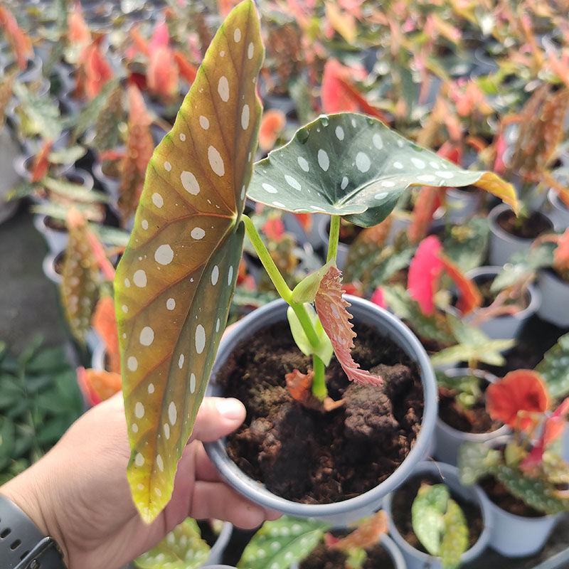 鳟鱼秋海棠荷兰进口北欧风网红进口绿植盆栽室内阳台